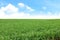 Sugar cane, sugarcane field landscape, sugarcane plantation for background, sugarcane tree and blue sky clear