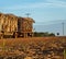 Sugar cane sunset plantation