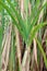 Sugar cane tree plantation, Sugarcane leaves fresh green close-up