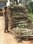 Sugar cane worker after tsunami 2004