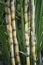 Sugar canes in the garden.