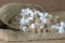 sugar cubes in a hessian sack