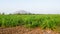 Sugar farm field on sunset time, small sugar cane farm