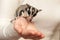 Sugar glider, arboreal gliding possum seats on the hand