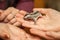 Sugar glider cub, arboreal gliding possum crawling in woman hand