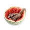 Sugar glider enjoy eating watermelon