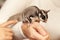 Sugar glider, gliding possum seats on hands