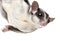 Sugar glider - Petaurus breviceps