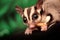 Sugar glider (Petaurus breviceps) eats larva