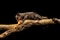 Sugar Glider, a small omnivorous, arboreal and nocturnal gliding possum