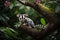 Sugar Glider in the Treetops: Navigating the Canopy
