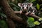 Sugar Glider in the Treetops: Navigating the Canopy