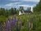 Sugar Hill New Hampshire church and lupine blooms