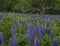 Sugar Hill New Hampshire old tree and lupine blooms