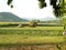 Sugar Industry Sugarcane Harvest Scene in Ingham Queensland Australia