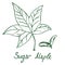 Sugar Maple Acer saccharum or rock maple Leaf and samaras