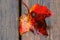 Sugar Maple Leaf on Wood Deck