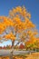 Sugar Maple tree in autumn