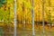 A Sugar Maple Tree Farm forest in autumn with brilliant yellow leaves