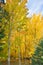 A Sugar Maple Tree Farm forest in autumn with brilliant yellow leaves