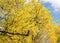 Sugar maple tree flowering in Spring