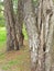 Sugar Maple Tree trunk bark 