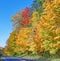 Sugar maple trees alongside highway in Autumn