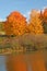 Sugar Maple trees in fall at pond