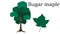 Sugar maple Trees vector element. vector icon green