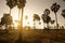 Sugar palm farm during sunset in tropical area