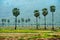 Sugar palm in rice field