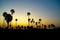 Sugar palm and rice filed rural rice field, silhouette sunset sugar palm trees in Thailand.