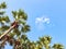 Sugar palm tree with Blue sky and clouds, View from below or under, Nature background