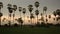 Sugar Palm Tree with green rice field as foreground in twilight time evening, panning with tracking shot in HD