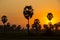 Sugar Palm Tree and greenery rice fields on Orange Sky