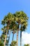 Sugar palm trees on blue sky