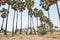 Sugar palm trees in the drying field