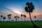 Sugar palm trees on rice paddy.