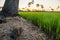 Sugar palm under tree ner paddy rice field at sunse