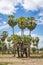Sugar palms (borassus flabellifer) Asian Palmyra palm