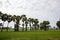 Sugar palms and greenery rice fields, Thailand