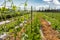 Sugar pea leaves on hemp trellis netting