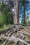 Sugar pine tree with tangled gnarly roots in the foreground at Yosemite National Park