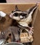 Sugar Possum Australian marsupial in a box at home playing kinda