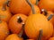 Sugar pumpkins are members of C. pepo, and can come in a variety of colors,