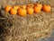 Sugar pumpkins are members of C. pepo, and can come in a variety of colors,