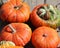 Sugar pumpkins are members of C. pepo, and can come in a variety of colors,