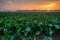 Sugarbeet field at sunrise