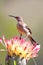 Sugarbird on Protea