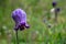 Sugarbowls Leatherflower in alpine meadow